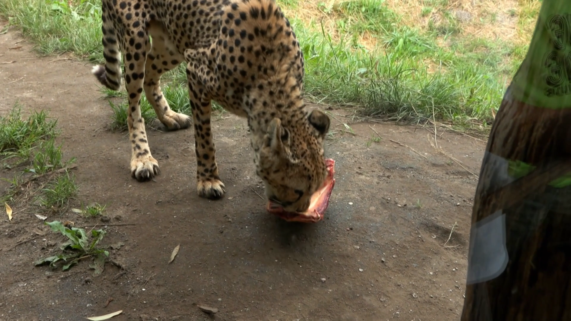 UNIEKE DAG: Gezin mag CHEETAHS VOEREN!