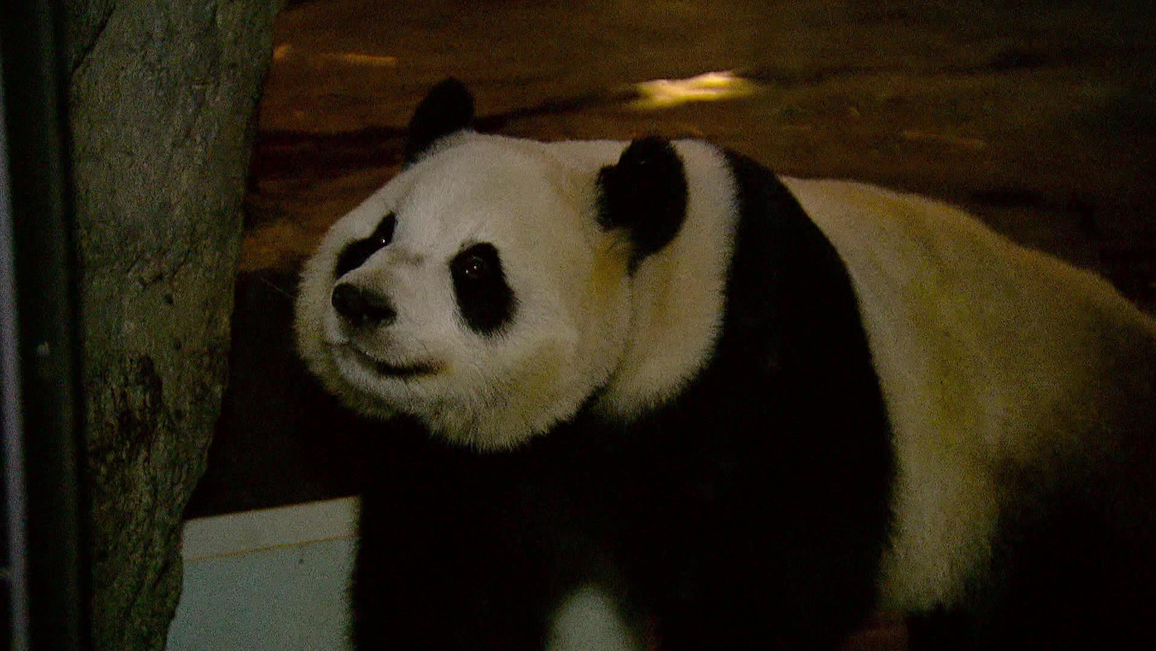 Expeditie Pairi Daiza