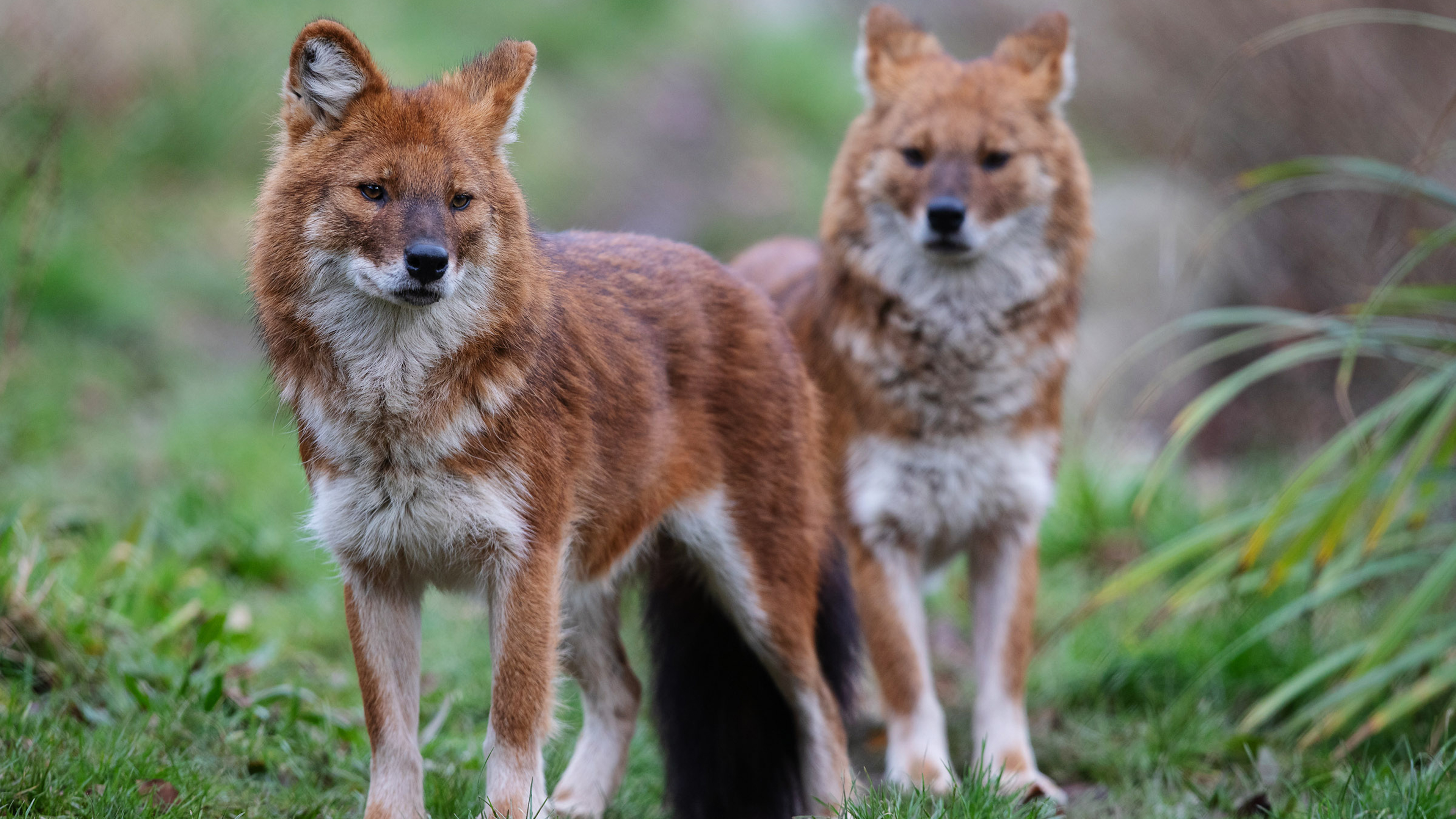 Een dag in de dierentuin