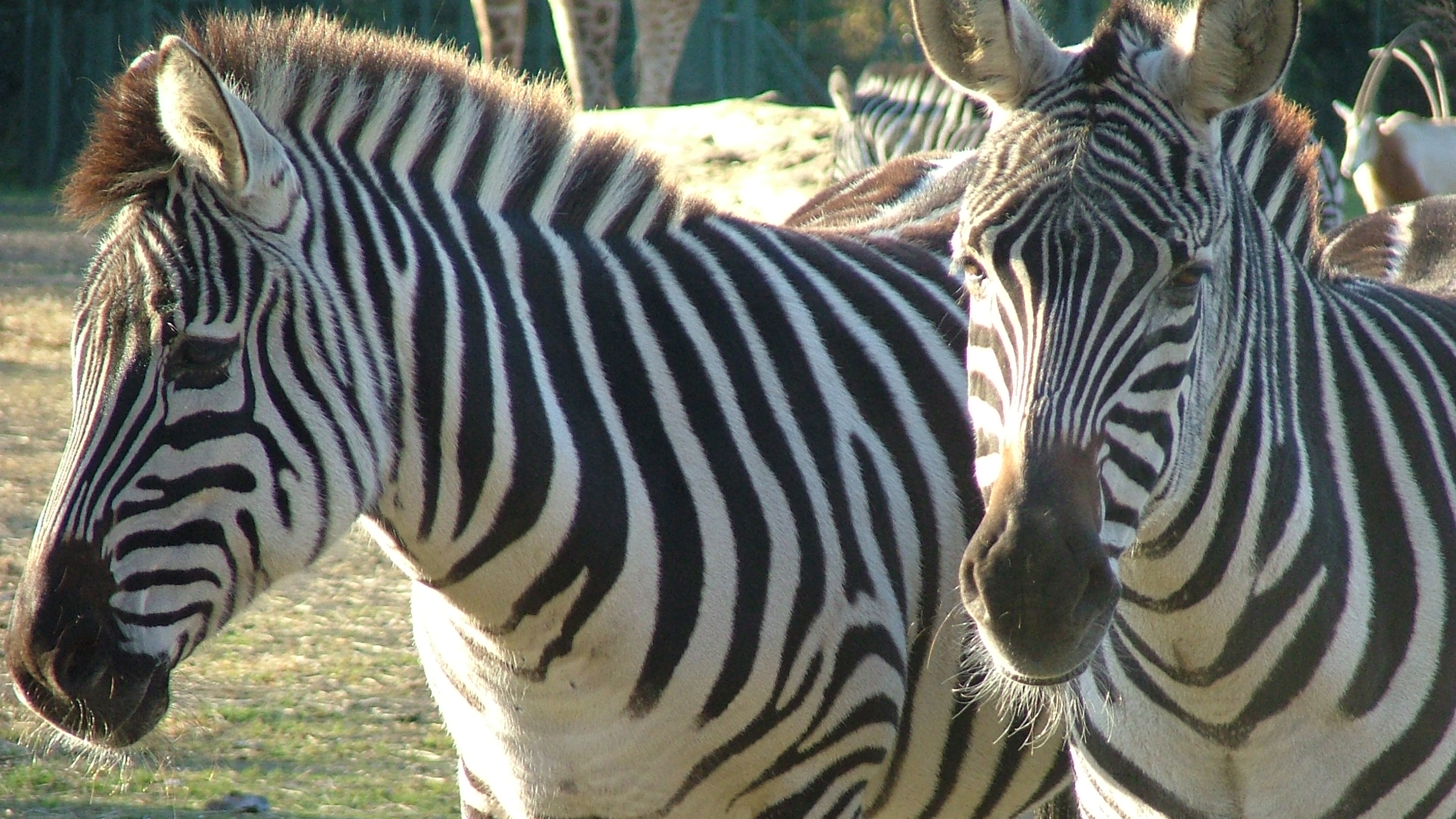 Een dag in de dierentuin
