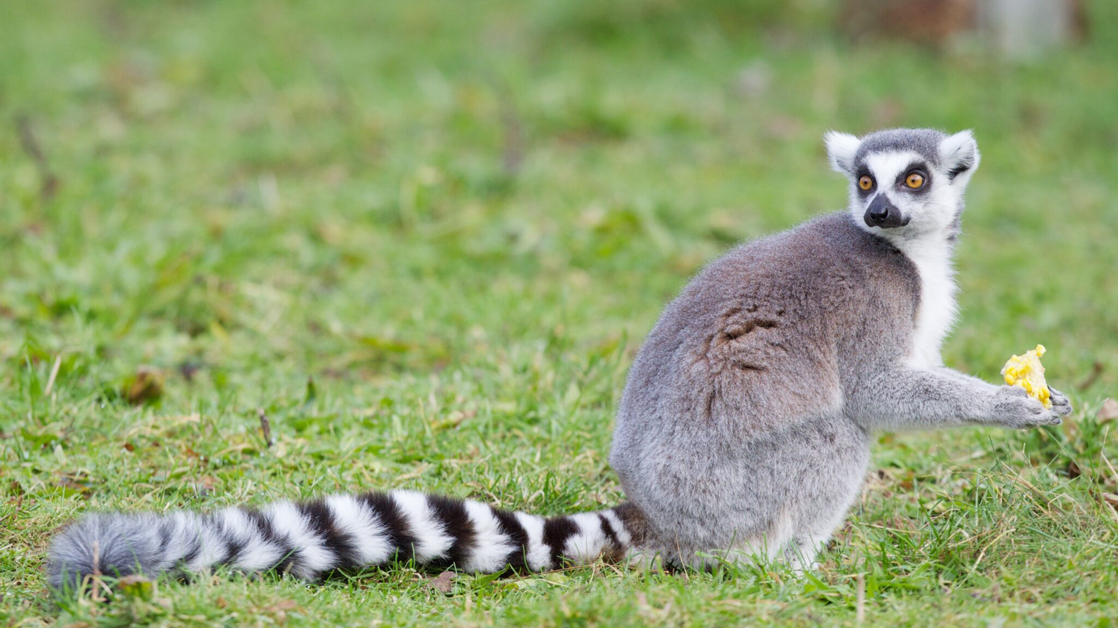 Een dag in de dierentuin