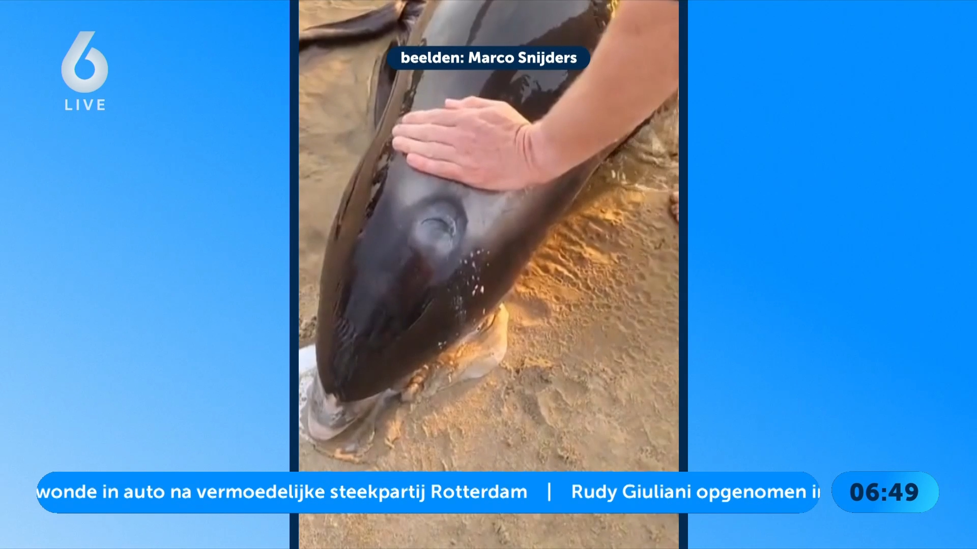 Witsnuitdolfijn aangespoeld bij Egmond aan Zee