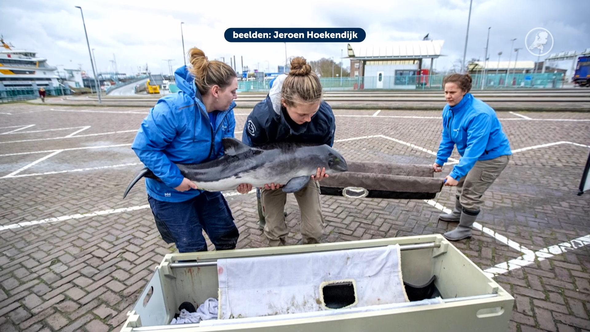 Drukte bij SOS Dolfijn: deze maand al vijf bruinvissen aangespoeld
