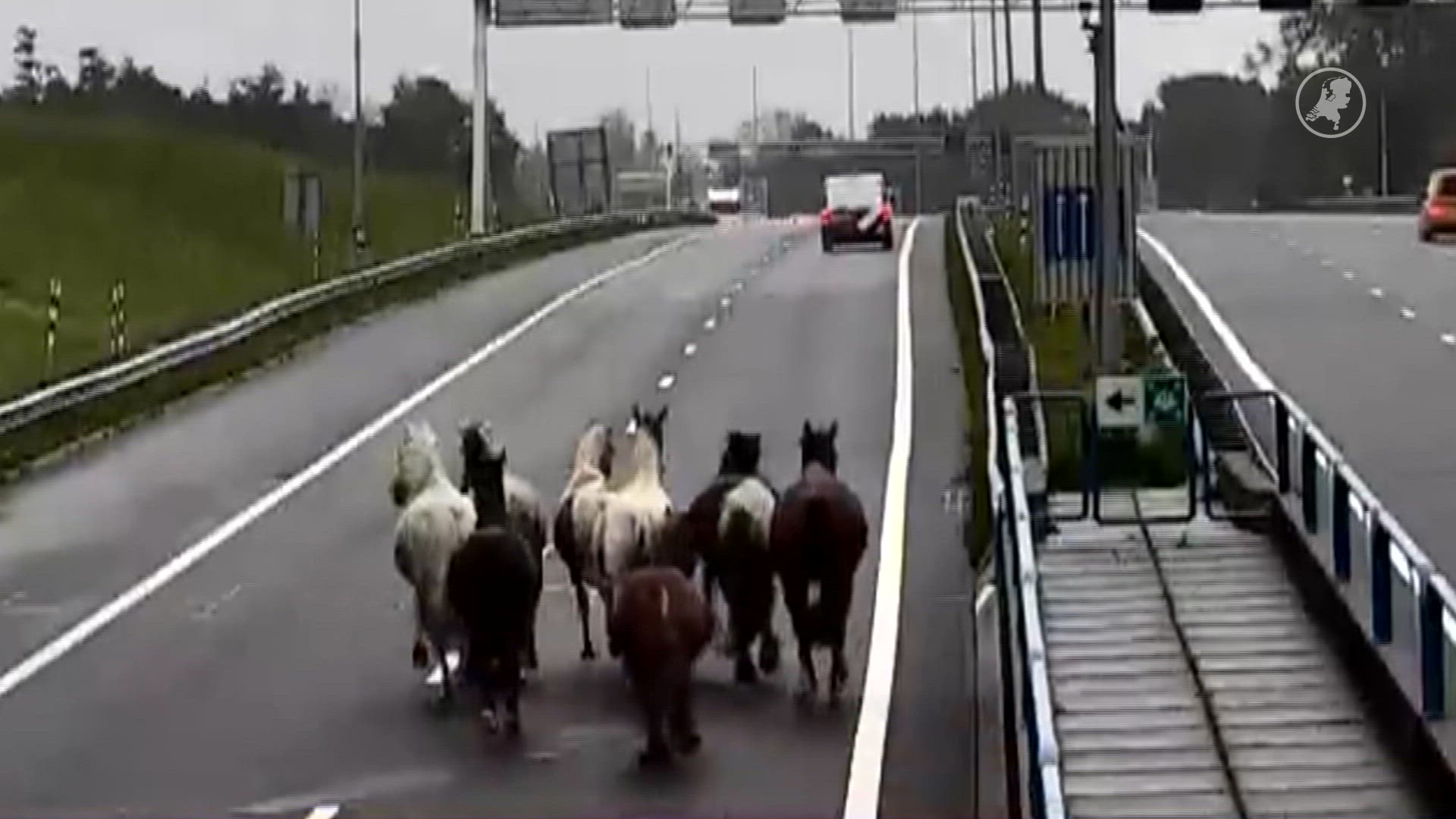 Ontsnapte paarden zorgen voor oponthoud op A9 bij Alkmaar