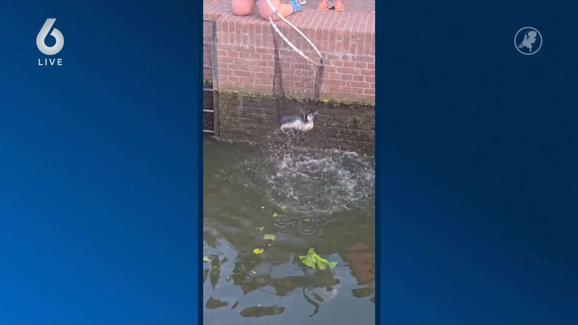 Pinguïn ontsnapt uit Avifauna en eindigt bij sluis Roelofarendsveen