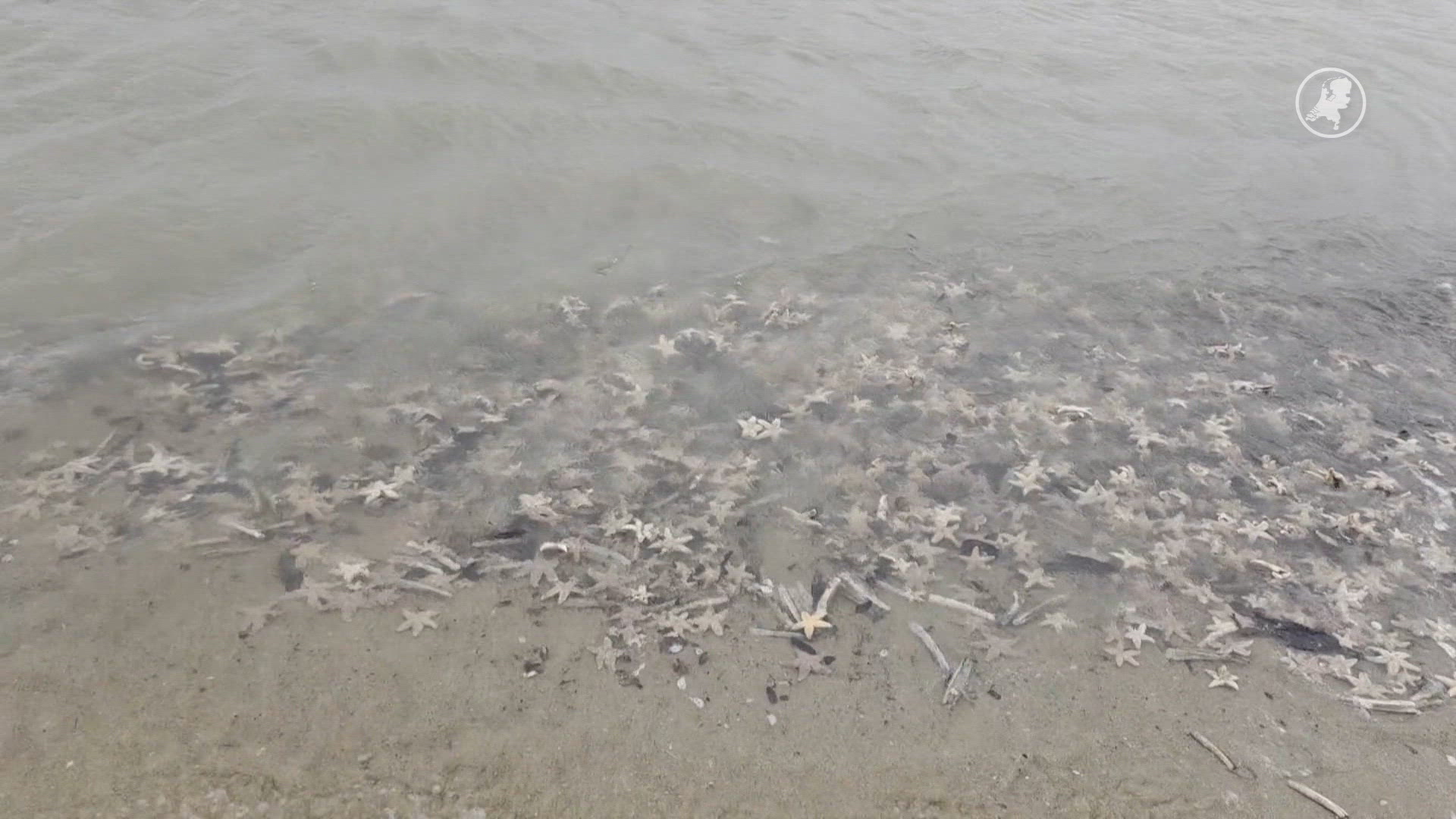 Strand van Noordwijk bezaaid met aangespoelde zeesterren