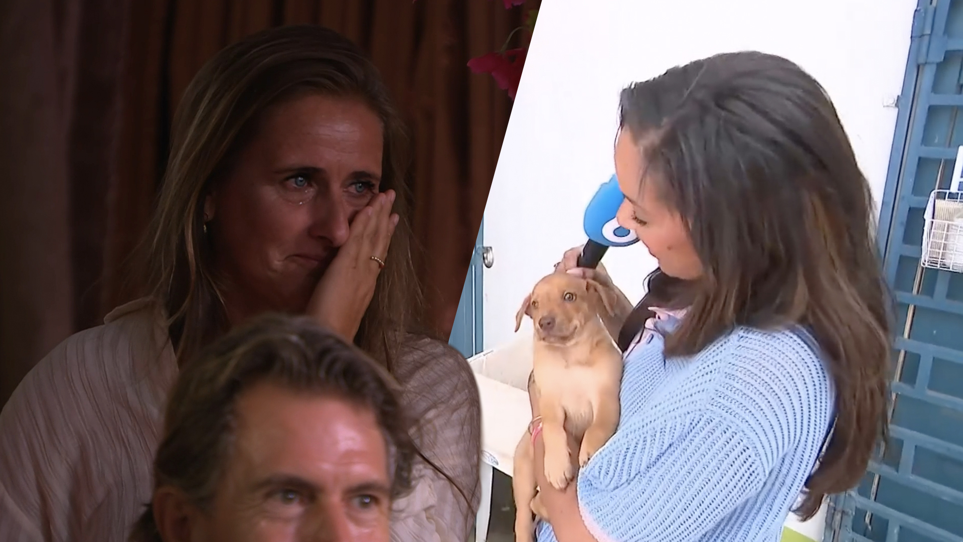 Vrouw in De Oranjezomer-publiek in tranen om verhaal over zwerfhonden op Curaçao: 'Hartverscheurend'