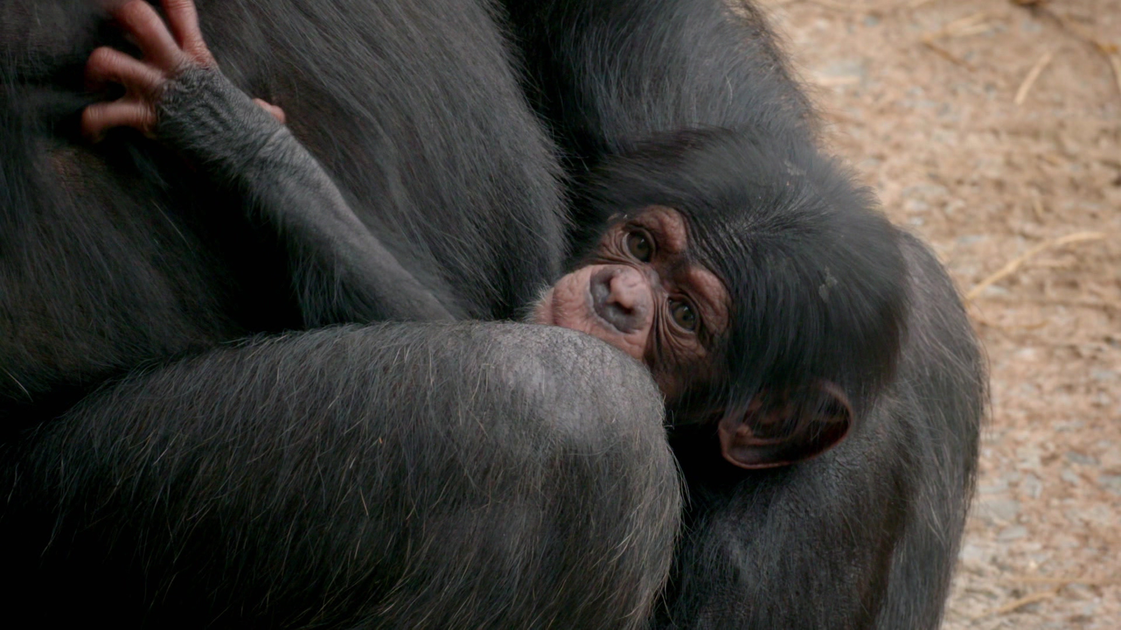 Secret Life Of The Zoo
