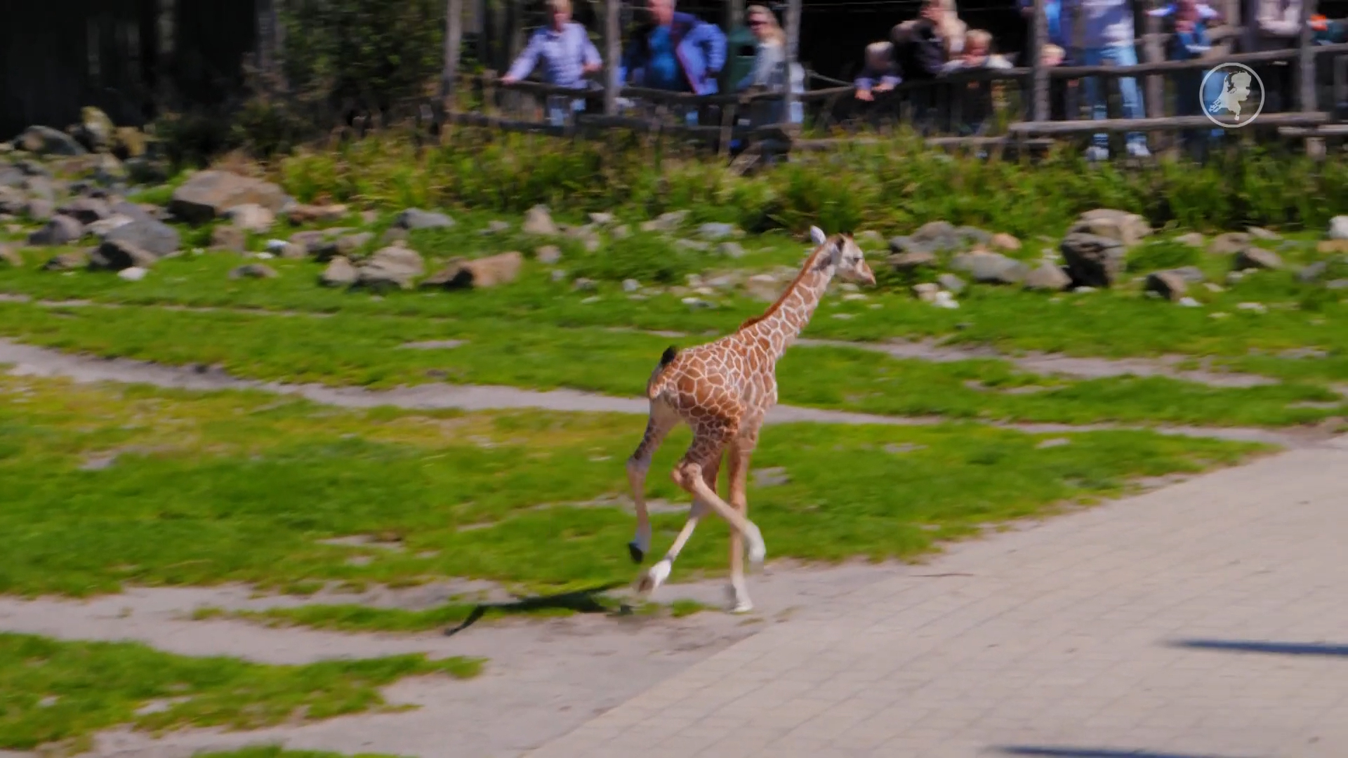 Hoop jonge dieren geboren in Diergaarde Blijdorp: van bongo tot Mhorrgazelles