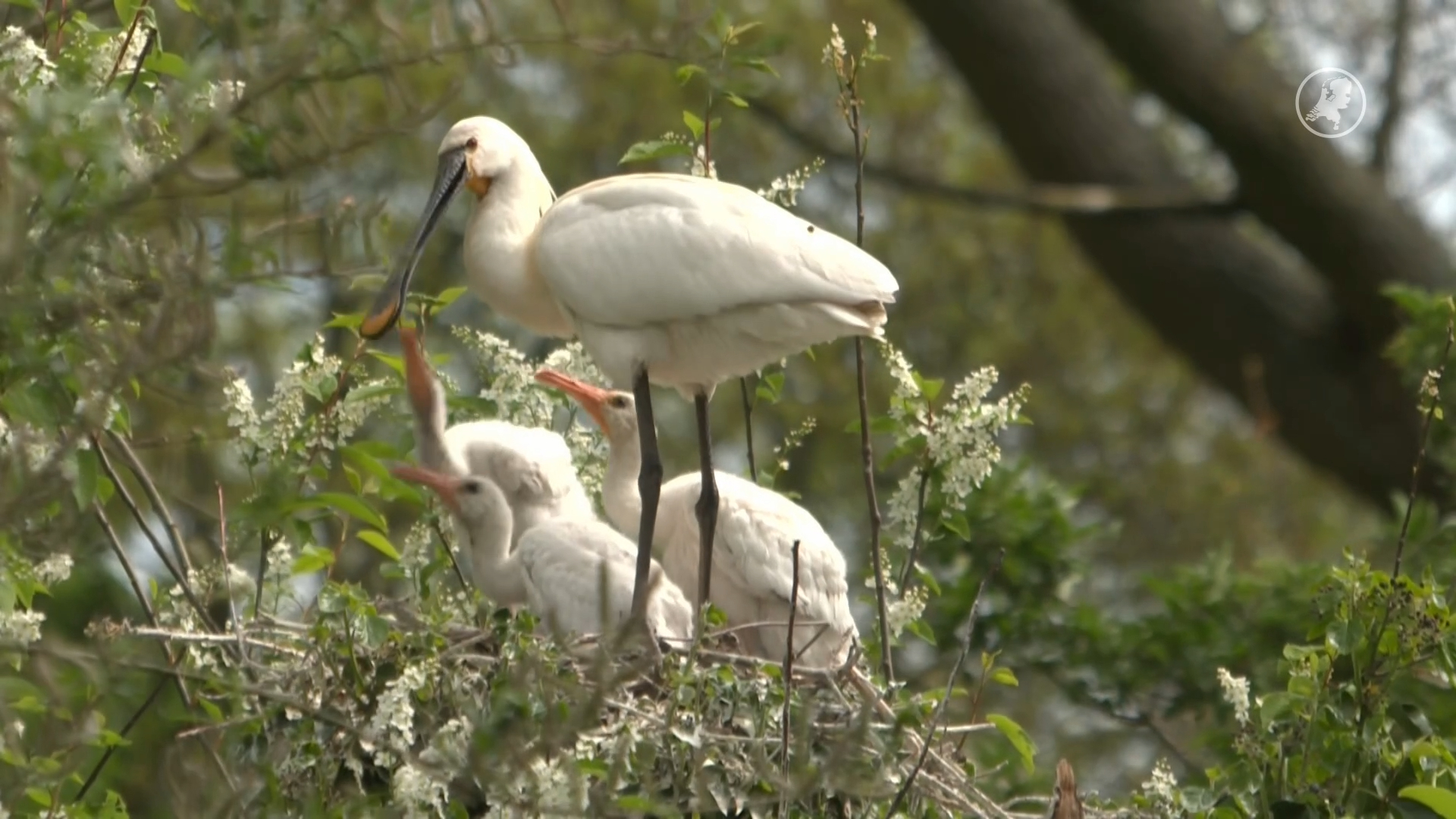 Lepelaar met kroost zorgt voor opvallende drukte in Delft