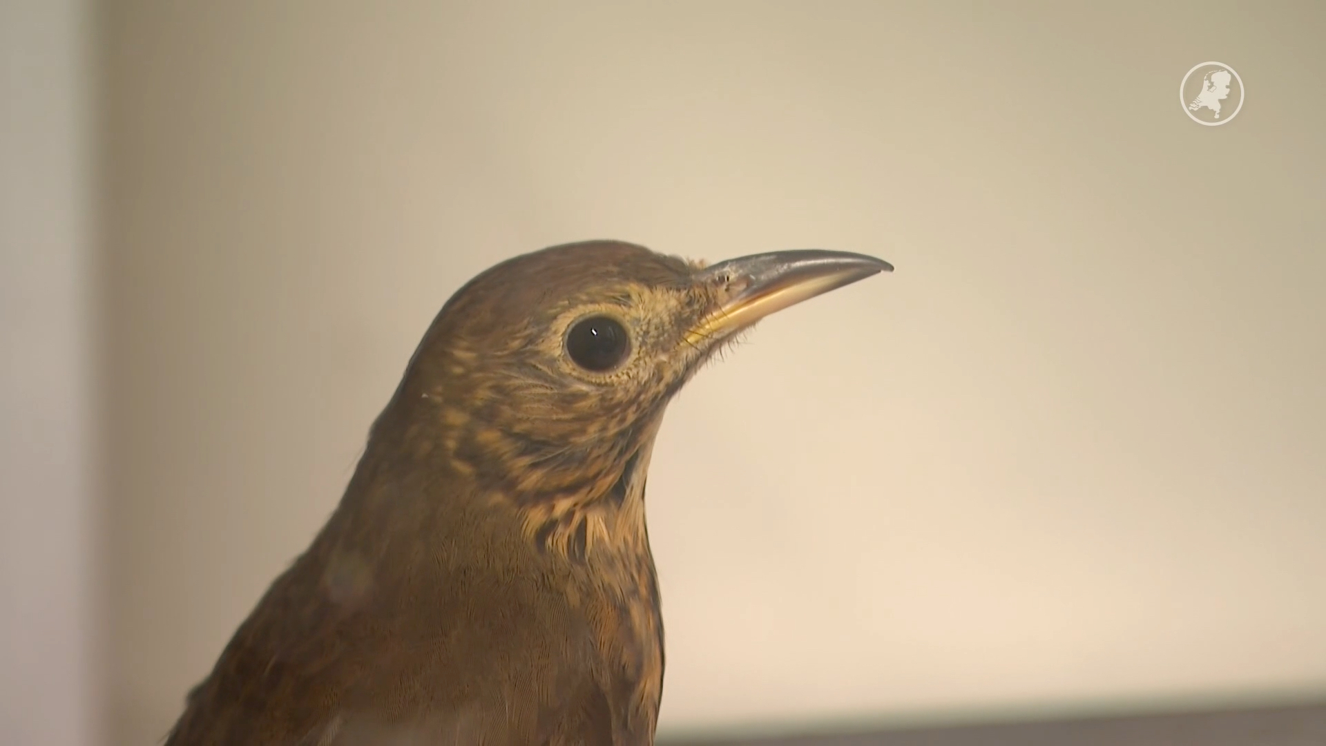 Wilde zanglijster zat jaar lang in huis, vogelopvang geschokt