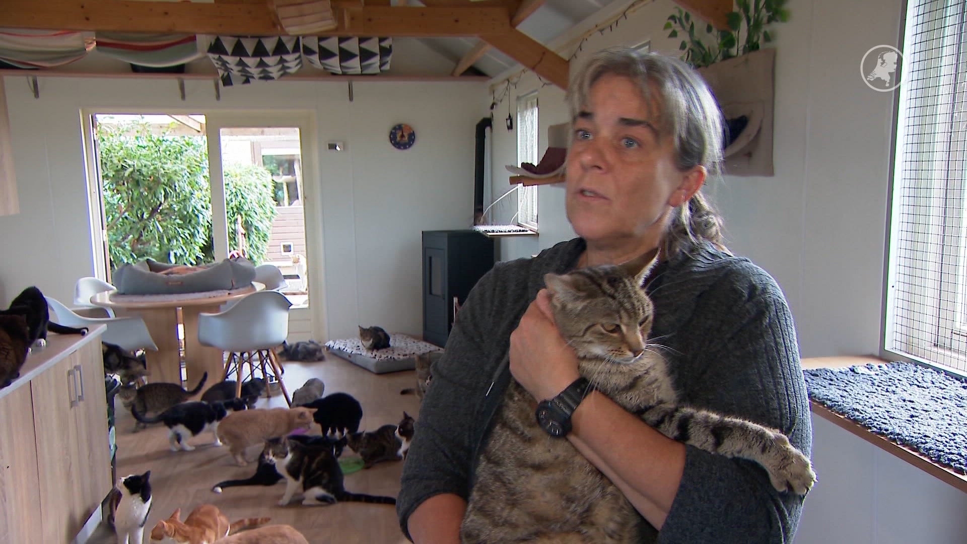 Al 700 zwerfkatten afgeschoten in Friesland, dierenorganisaties komen in actie