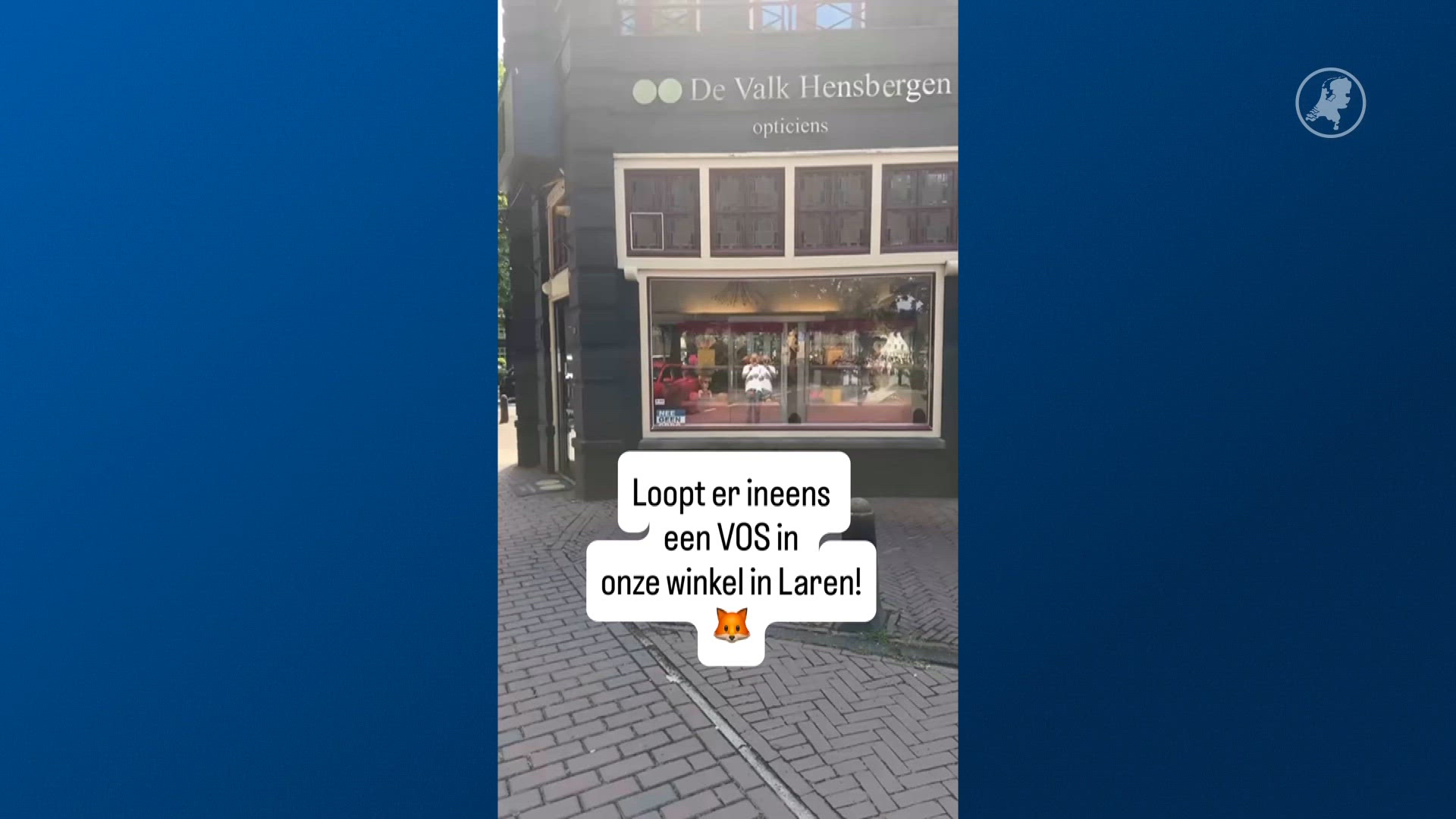 Verdwaalde vos loopt opticien binnen: beelden gaan viraal