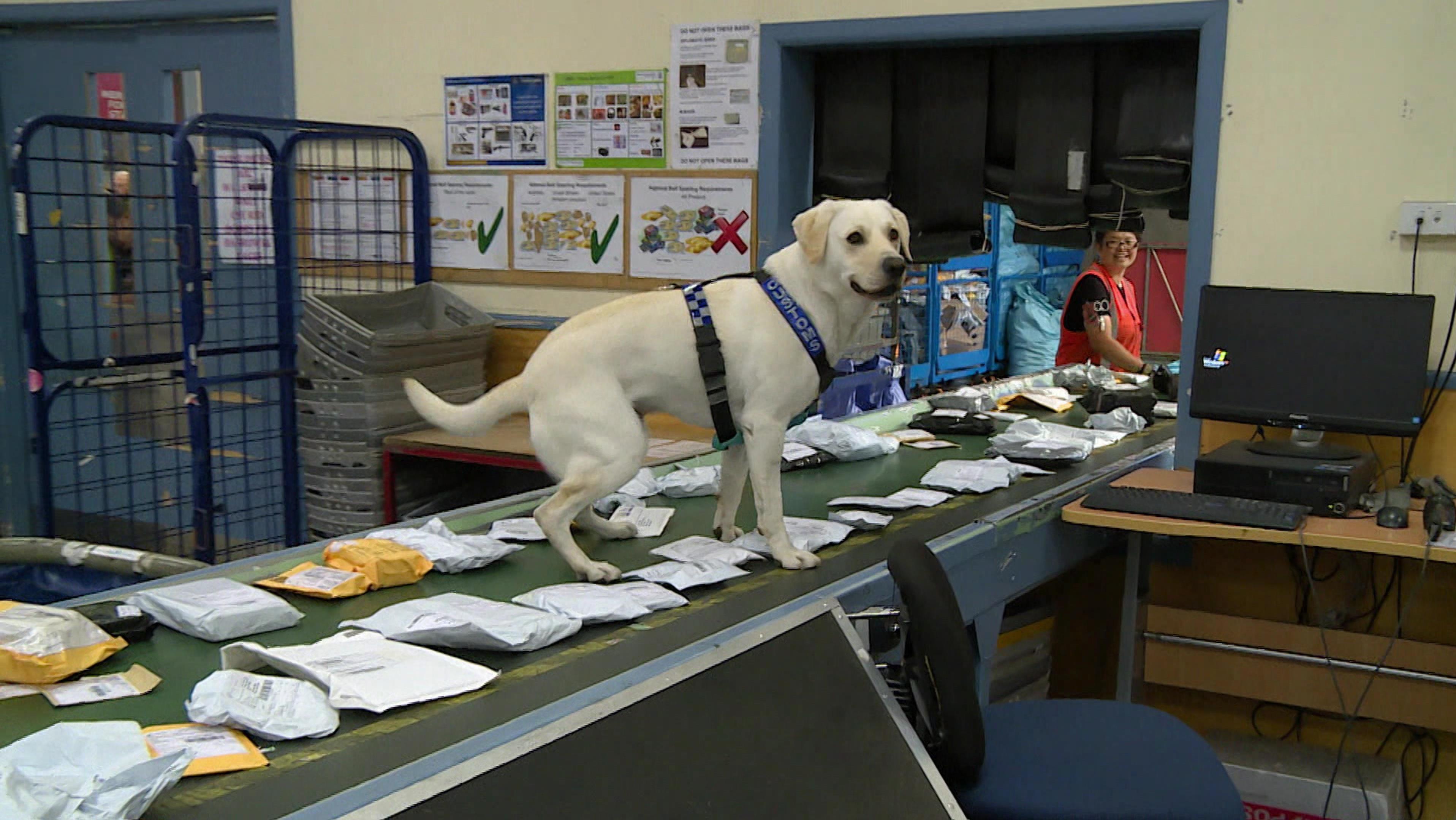 Border Security: Dog Patrol