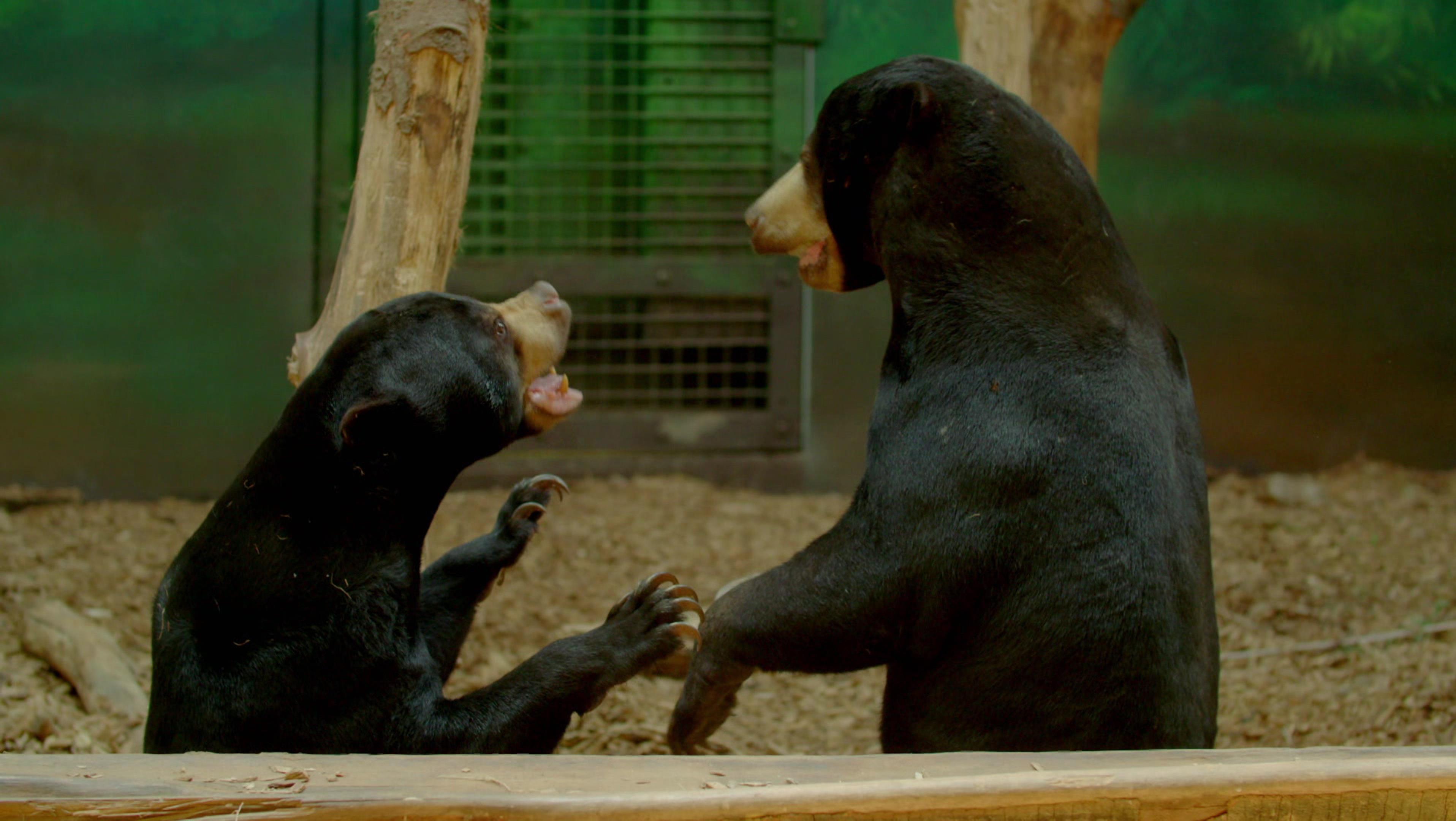 Secret Life Of The Zoo