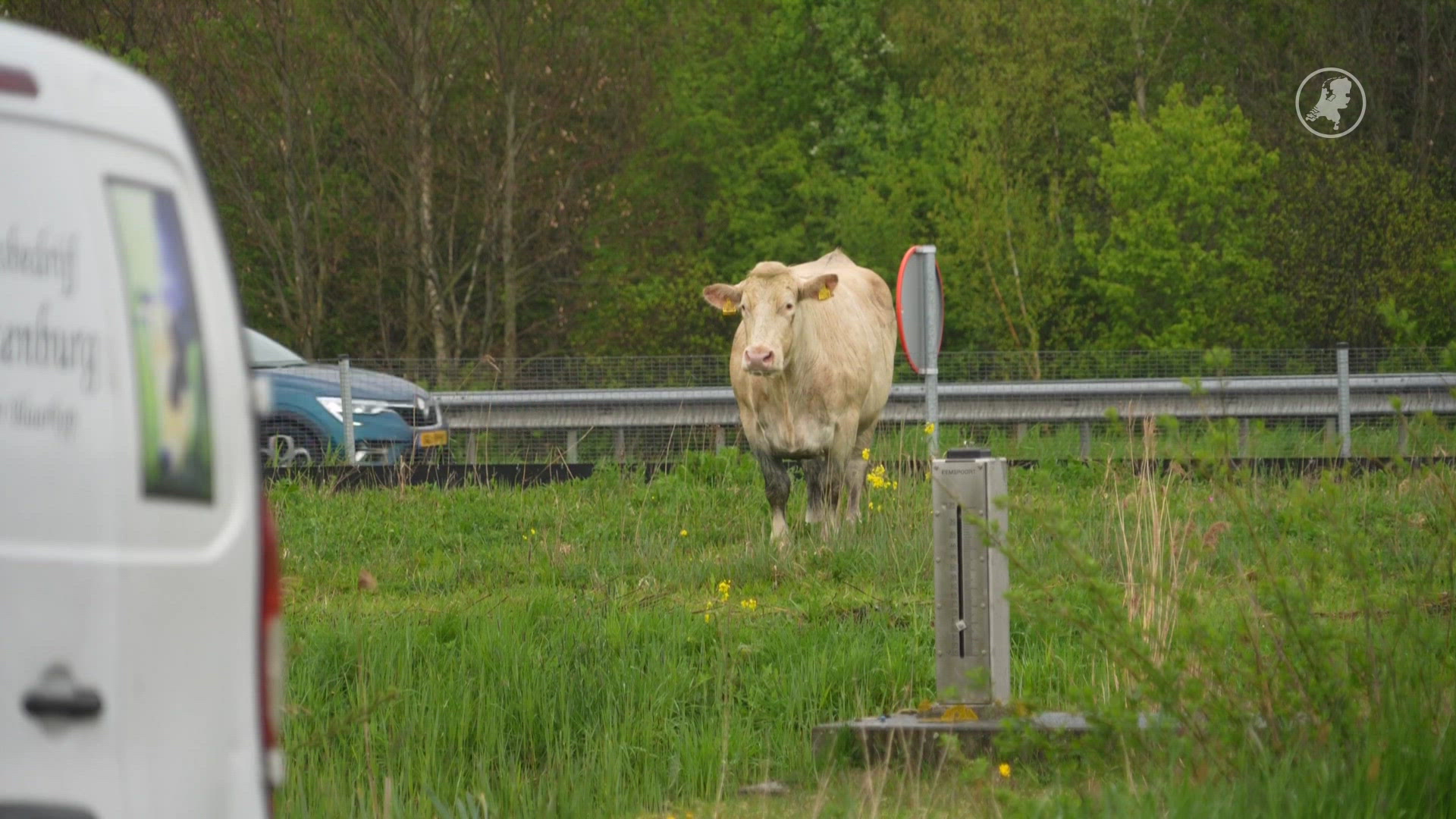 Losgebroken koe doodgeschoten langs N7 bij Groningen