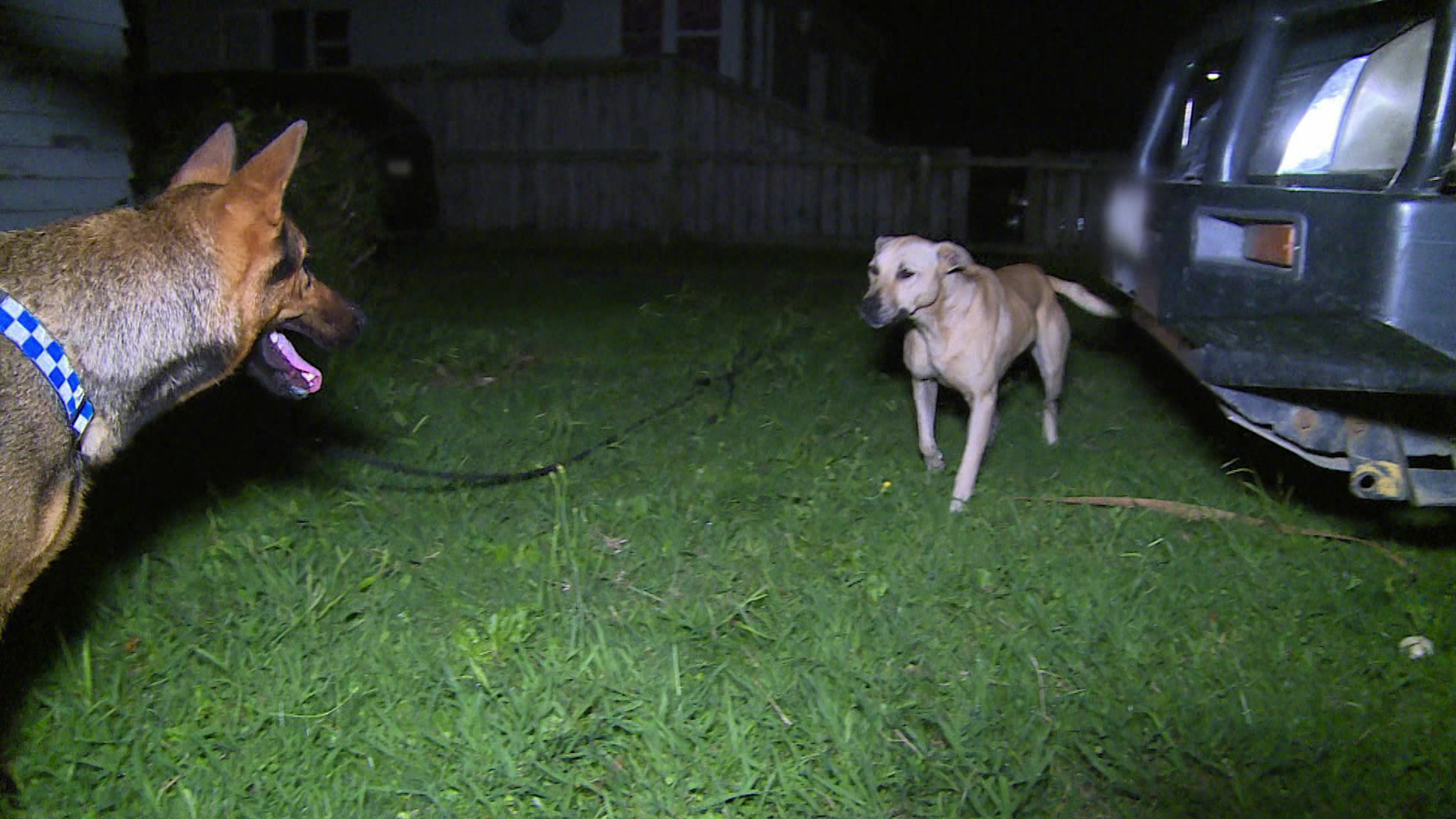 Border Security: Dog Patrol