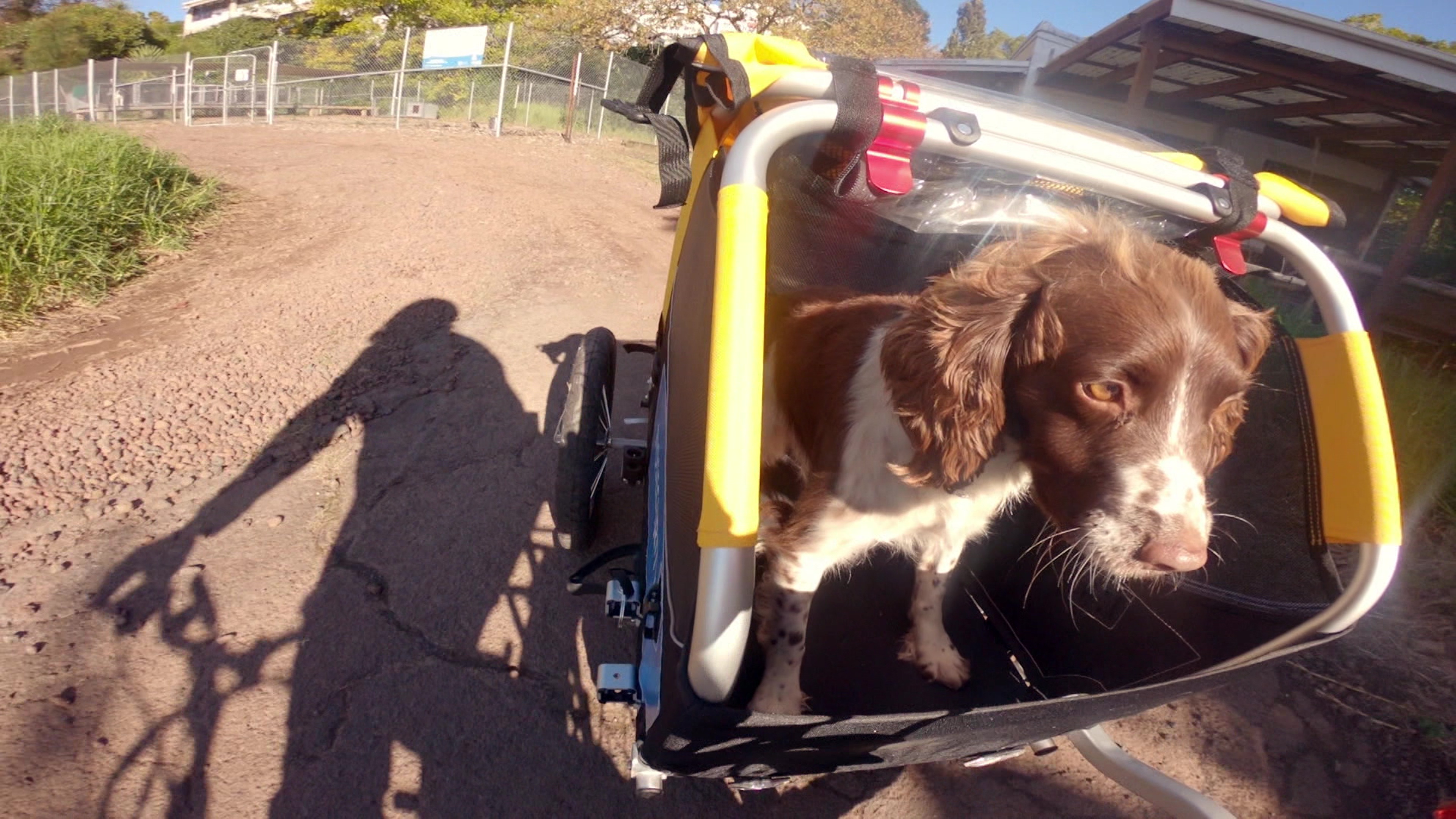 Border Security: Dog Patrol