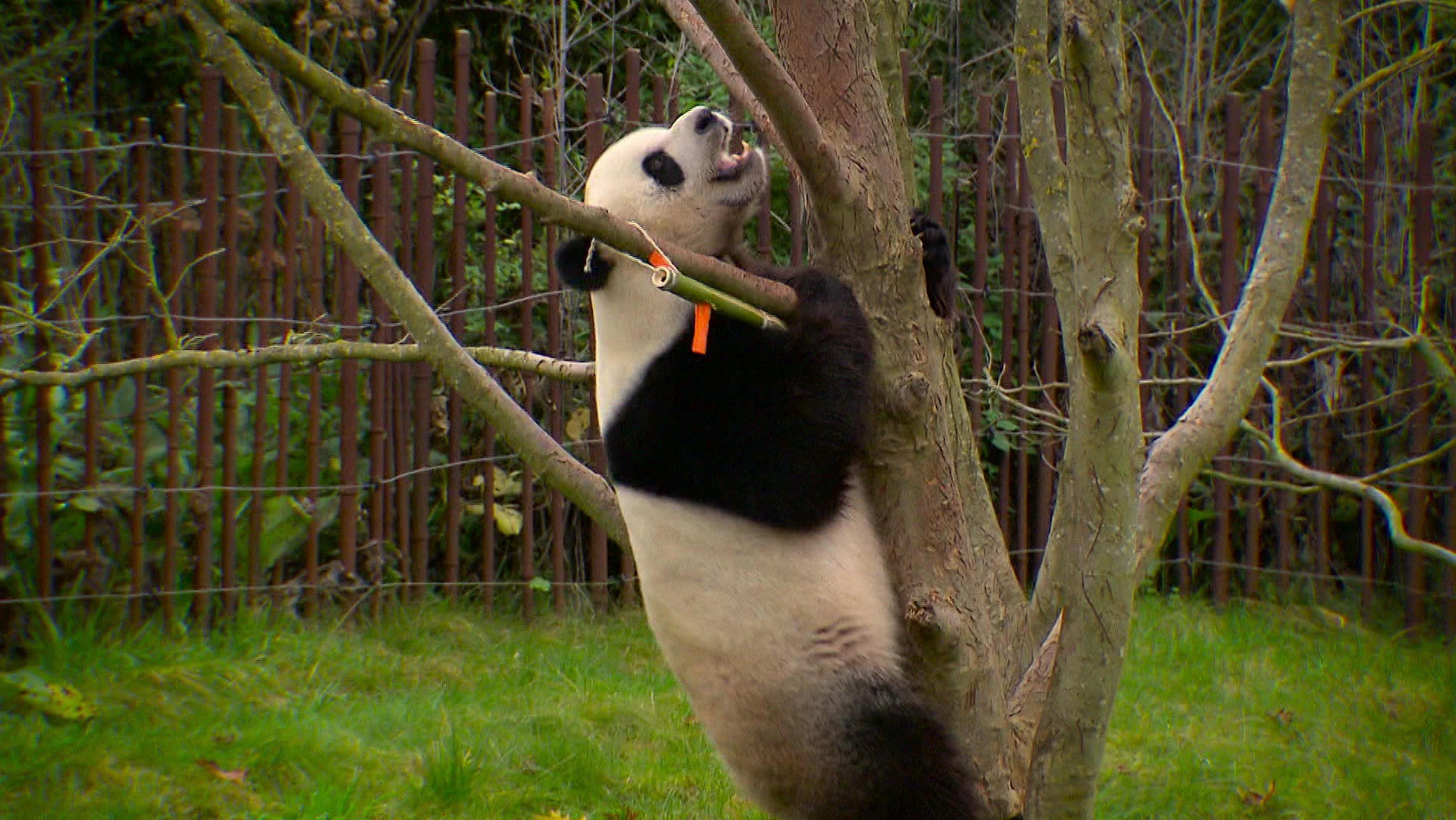 Expeditie Pairi Daiza