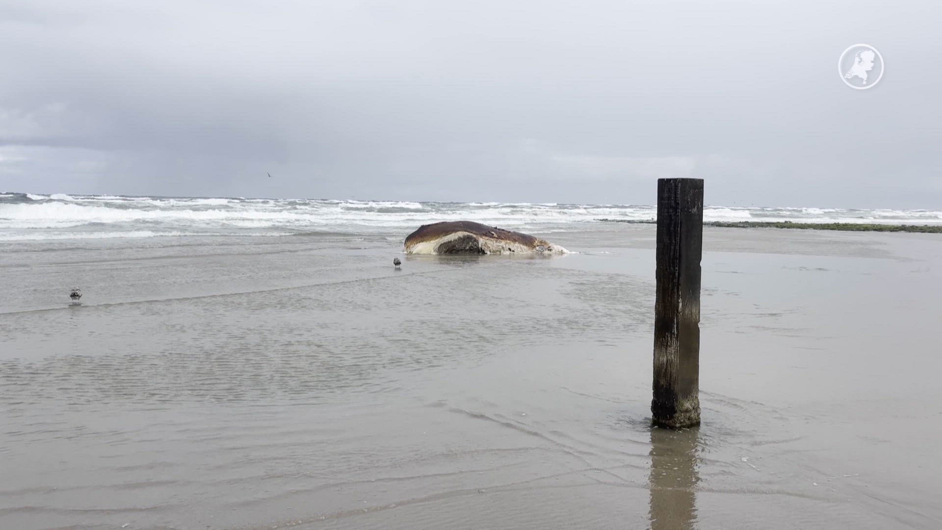Dode dwergvinvis spoelt aan op Vlieland