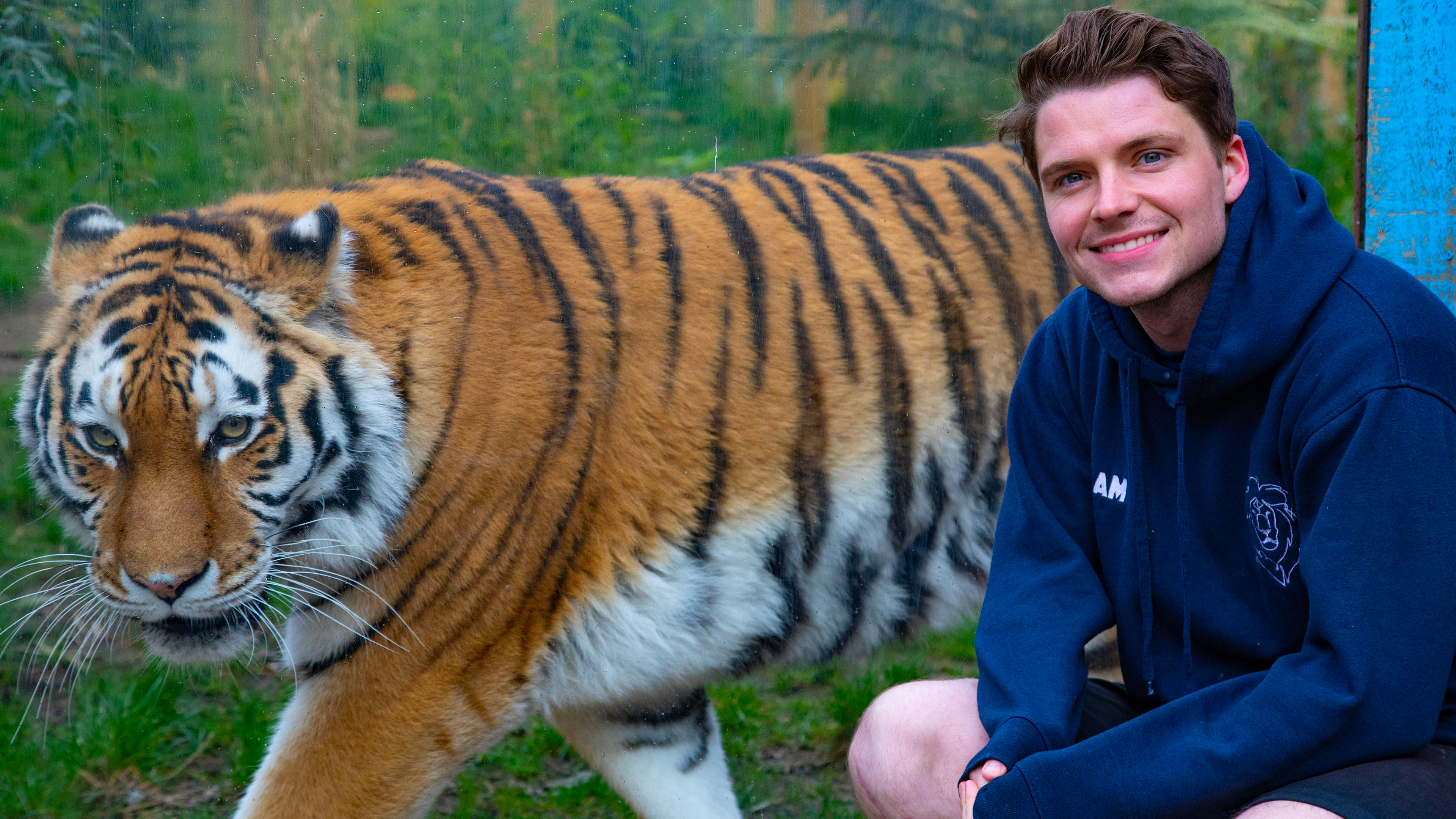 Tiger Time