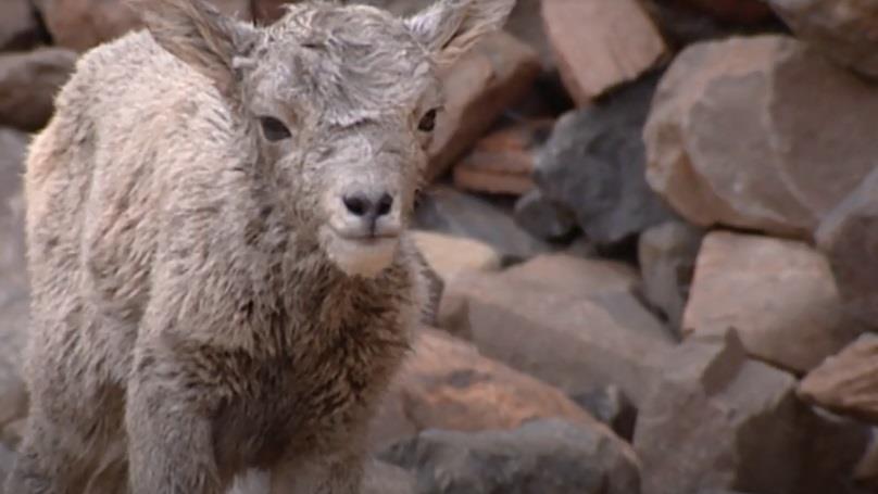 Burgers' Zoo: Drukte in de Dierentuin