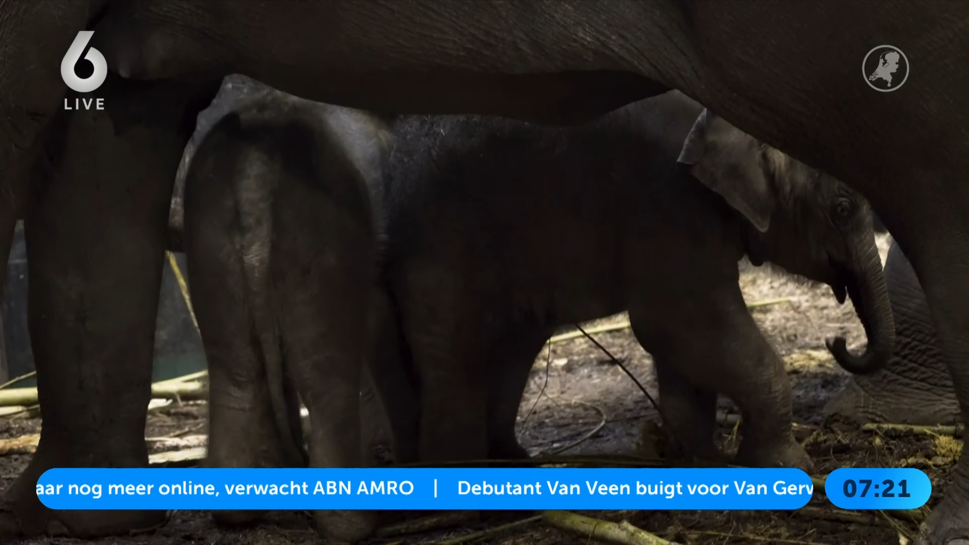 Babynieuws in ARTIS: tweede olifantenkalf geboren