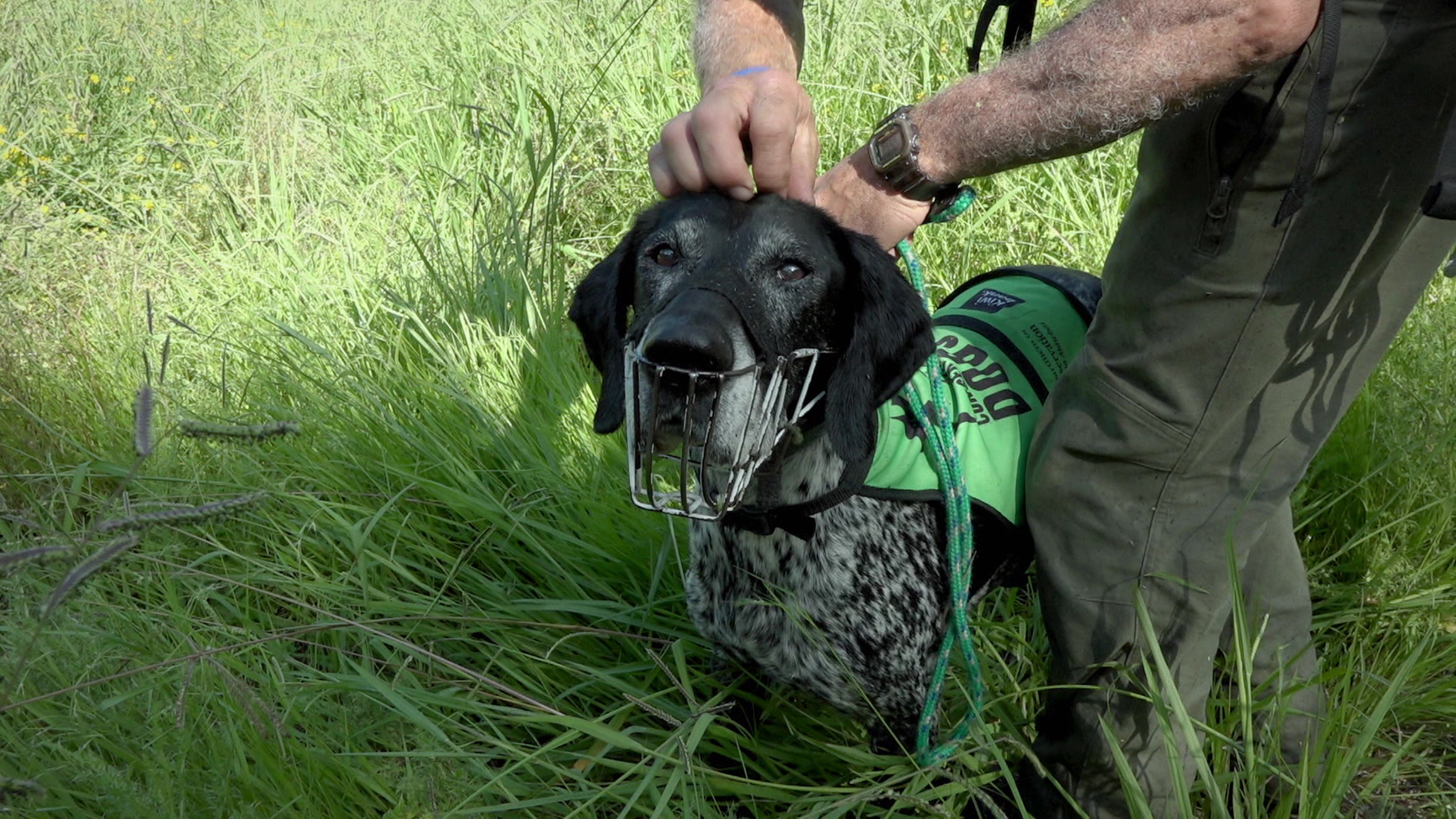 Border Security: Dog Patrol