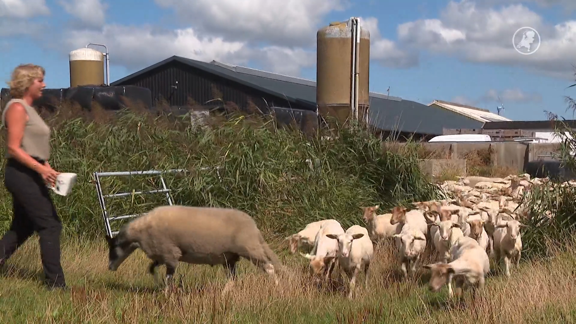 Schapenmars van Texel naar Brussel om aandacht te vragen voor herders