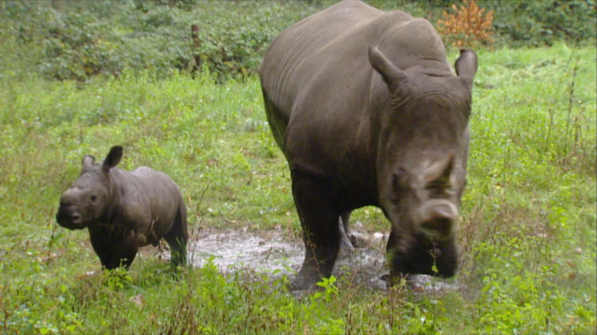 Burgers' Zoo: Drukte in de Dierentuin