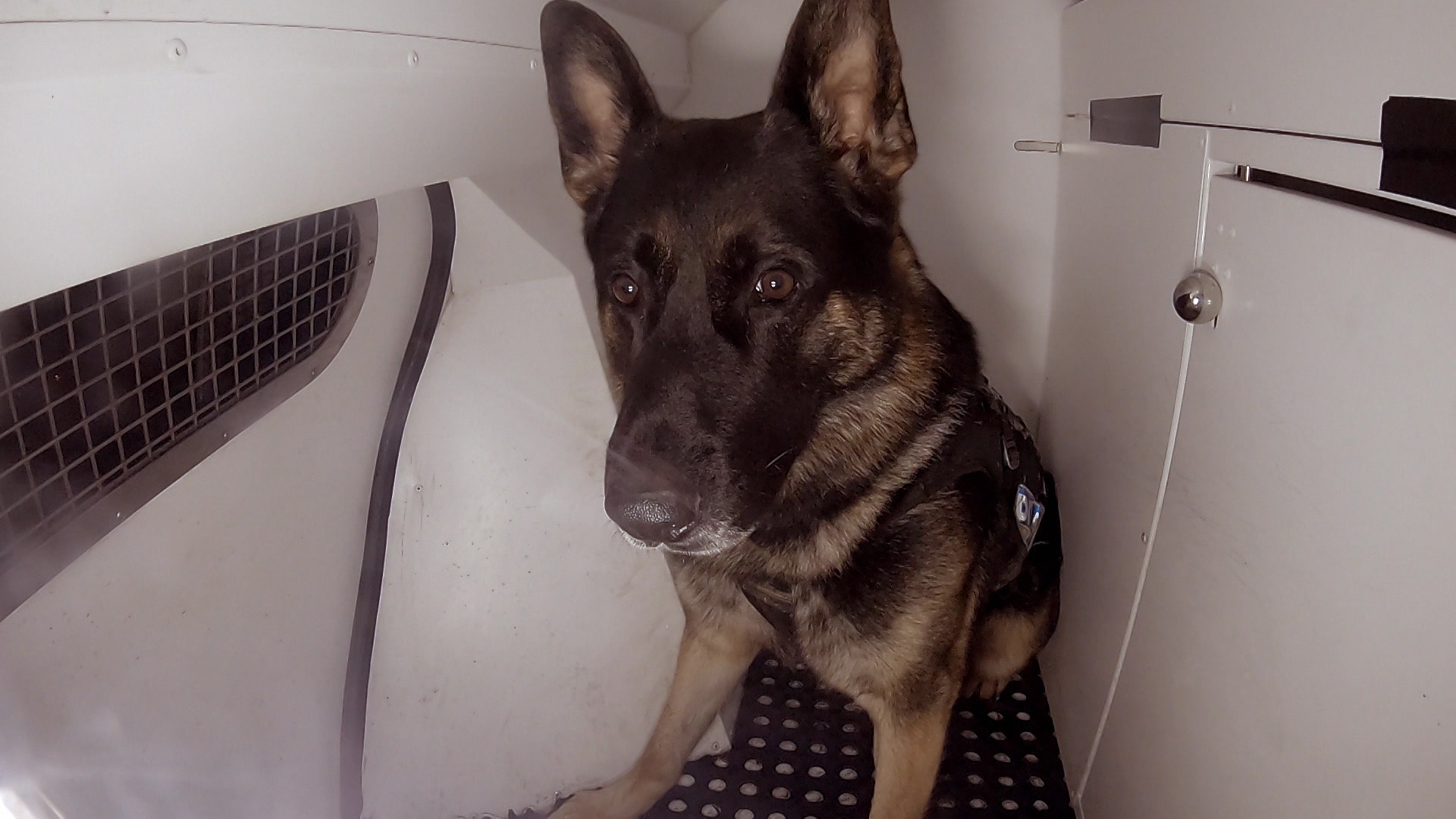 Border Security: Dog Patrol